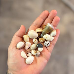 May include: A collection of small, assorted seashells in various shapes, sizes, and textures. The shells feature a palette of white, cream, tan, and brown tones, with some displaying spotted patterns and smooth, polished surfaces.