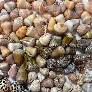Può includere: Una collezione di conchiglie coniche assortite di varie dimensioni e colori, tra cui sfumature di bianco, beige, marrone e verde oliva. Le conchiglie presentano motivi diversi come macchie, strisce e toni solidi con forme coniche.