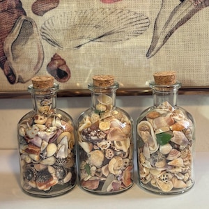 Peut inclure: Trois flacons d'apothicaire en verre transparent avec des bouchons en liège, chacun rempli d'une variété de petits coquillages dans des tons de blanc, beige, brun et rose. Les flacons sont ronds avec des cols courts et alignés côte à côte.