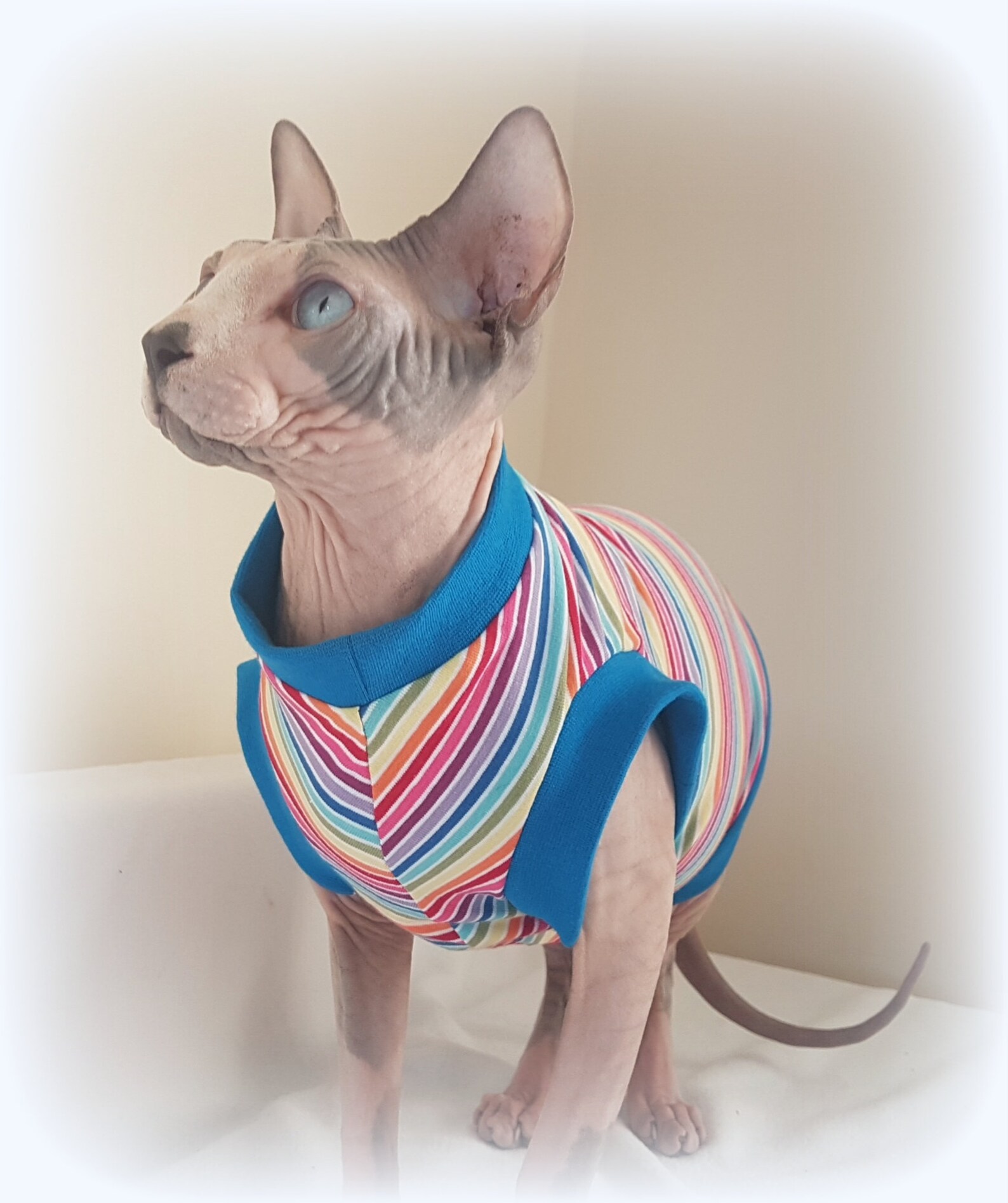 Stretchy RAINBOW clothes for a Sphynx cat Sphynx cat clothes Etsy