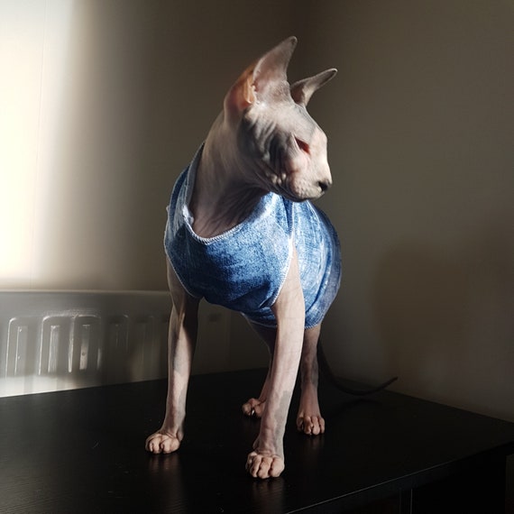 Vetement pour chat sphynx cheap