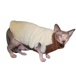 May include: A hairless cat wearing a brown and white fleece sweater. The cat has blue eyes and is looking to the right of the frame.