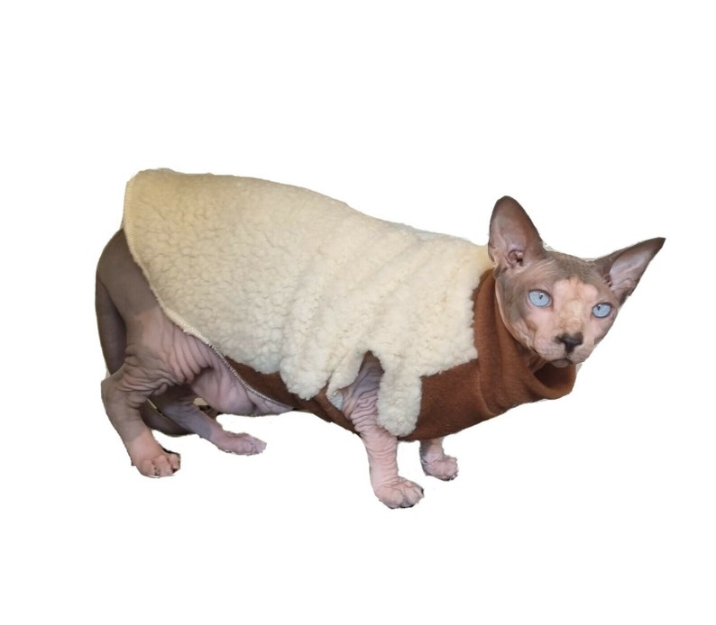 May include: A hairless cat wearing a brown and white fleece sweater. The cat has blue eyes and is looking to the right of the frame.