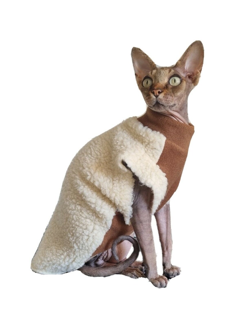May include: A hairless cat wearing a brown and white fleece sweater. The sweater has a brown outer layer and a white fleece lining.
