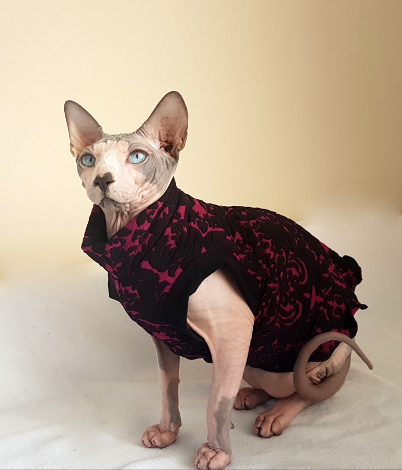 ELEGANT cat jumper for a Sphynx kitten Sphynx cat clothes Etsy