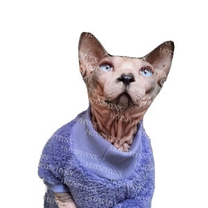 May include: A hairless cat wearing a purple fuzzy sweater. The cat has blue eyes and is looking up.
