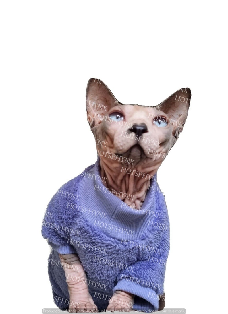 May include: A hairless cat wearing a purple fuzzy sweater. The cat has blue eyes and is looking up.