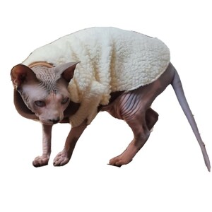 May include: A hairless cat wearing a white fleece sweater. The cat is standing on a white background.