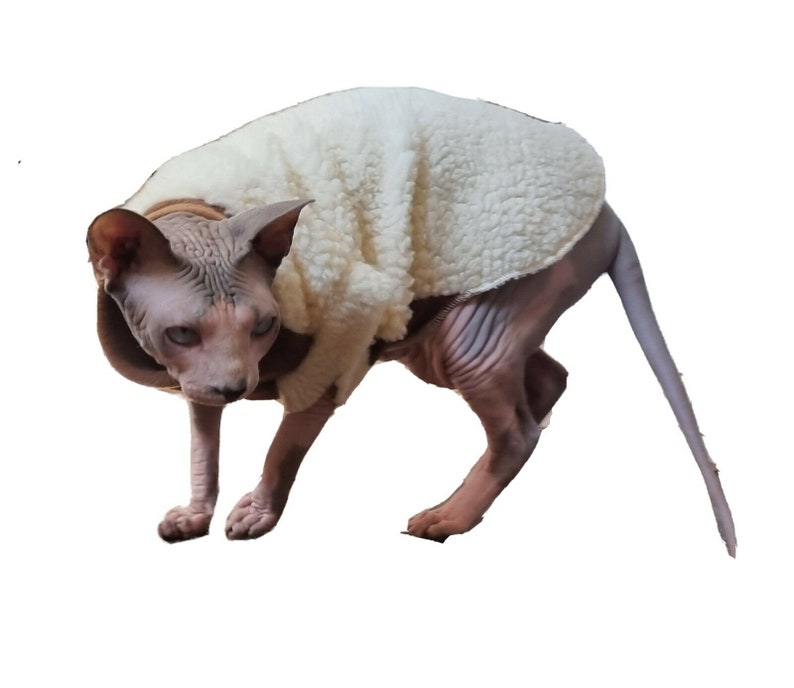 May include: A hairless cat wearing a white fleece sweater. The cat is standing on a white background.