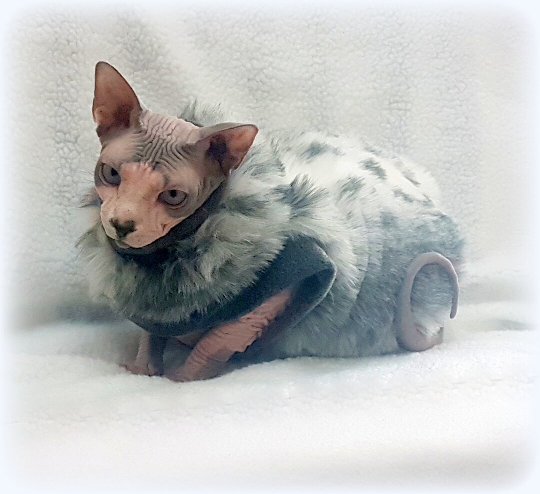 Amazon.com : Sphynx Hairless Cat Cotton Tshirts Pet Clothes