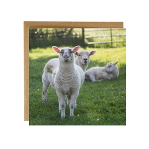 Lamb greeting card- little lamb on a greeting card - farm animal greeting card - sheep card - farm animal card - lamb in field card