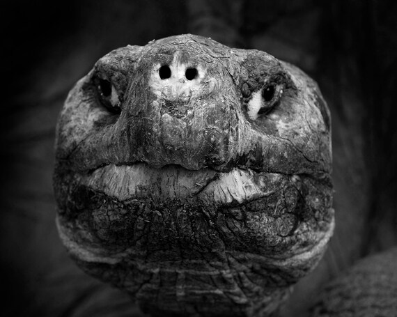 Galapagos Tortoise Black And White Canvas Etsy