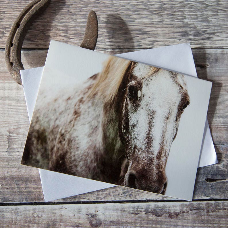 Horse Greeting Cards Pack of 5 Etsy UK