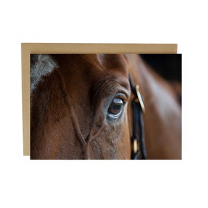 Horse Greeting Card - watching, blank card - horse birthday card - horse gift - Equestrian greeting card  - equestrian Birthday card