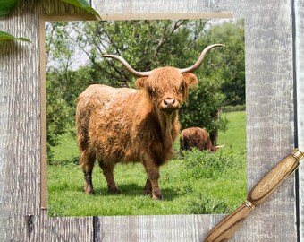 Hooglandkoe wenskaart - koe verjaardagskaart - koe kaart - boerderij koe wenskaart - hooglandkoe kaart