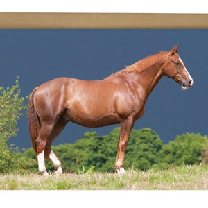 Horse Greeting Card: Equestrian Art, Blank Inside