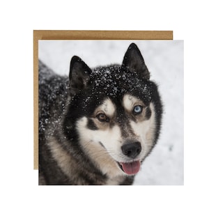 Carte husky - cartes de voeux husky dans la neige - portrait husky - carte de voeux husky tombant sur la neige
