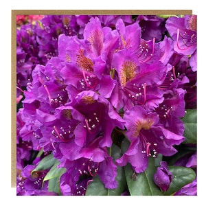 Carte de voeux rhododendron - carte d'anniversaire florale - carte d'anniversaire fleur violette - carte d'anniversaire femme - carte pour elle - carte fleur - floral
