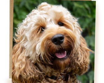 Cockapoo Dog Greeting Card: Blank Inside, All Occasion cockapoo card