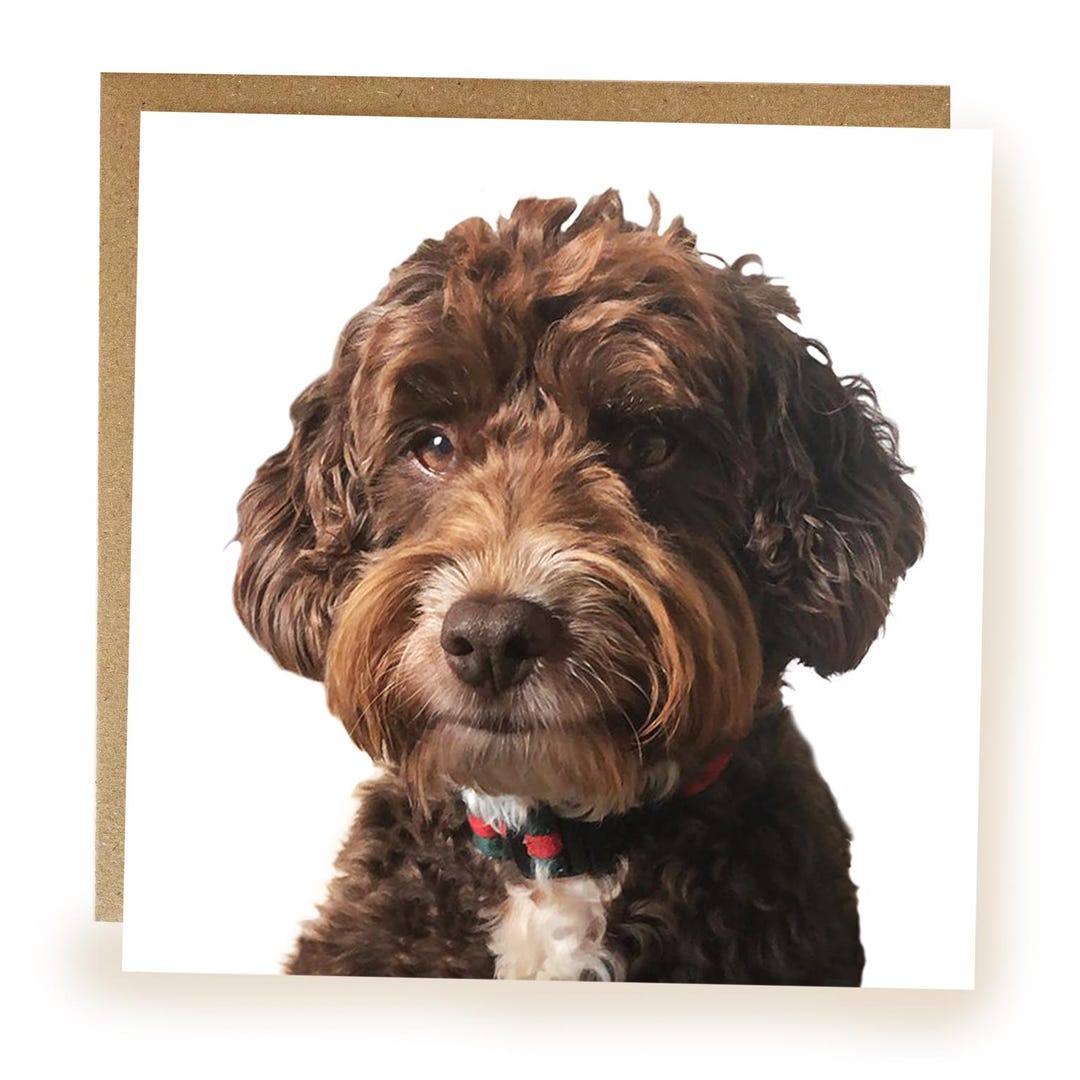 Cockapoo Photo Card Cockapoo Greeting Card: Blank Inside, Dog Lover Card - Card for Dog ...