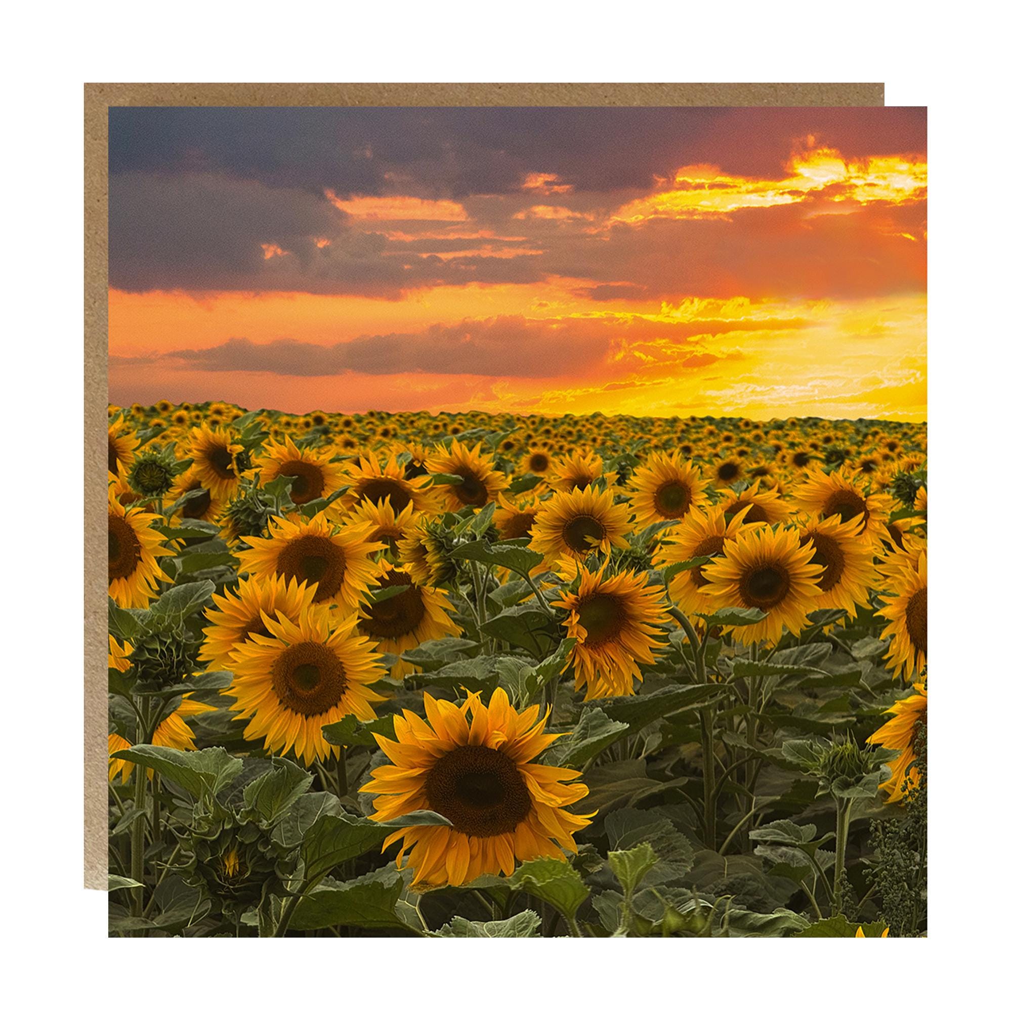 Sunflower Sunset Greeting Card: Blank Inside - Sunflower Greeting Card ...