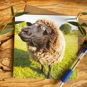 Sheep greeting card- sheep on a card - birthday card - sheep birthday card - lovely sheep card - sheep card - funny sheep card