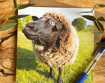 Sheep greeting card- sheep on a card - birthday card - sheep birthday card - lovely sheep card - sheep card - funny sheep card