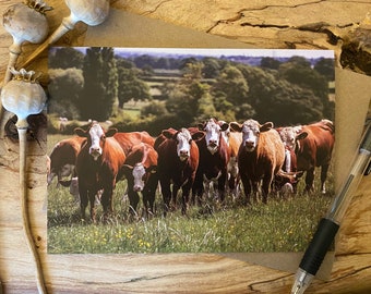 Herd of cows watching you greeting card herd of Hereford cows