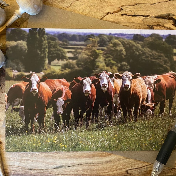 Hereford Cows Greeting Card: Herd Watching You