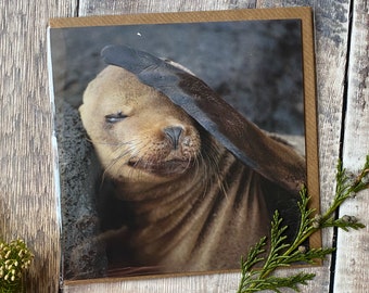 Galapagos sealion greeting card - blank card - wildlife greeting card - sealion greeting card