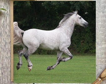 Running Horse Greeting Card: horse card for any occasion