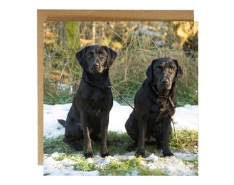 Black Labrador Greeting Card: Two Labs in Snow