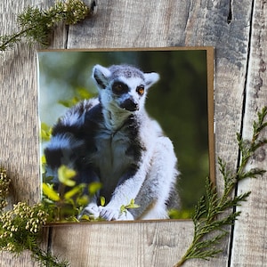 Carte lémurien - carte de voeux lémurien ringtail - carte de voeux avec lémurien sur le devant - carte de voeux lémurien - carte de voeux lémurien de Madagascar