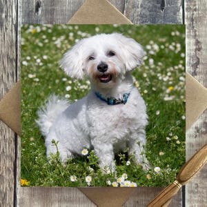 Dog greeting card - dog birthday card - dog card - Blank inside any occasion card - cute dog card