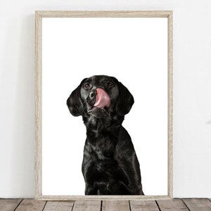 Black Labrador Art print - black labrador wall art - black labrador print -  Labrador wall decor - unframed labrador art print