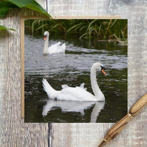 Carte de voeux cygne - carte de cygnes sur un lac pour toutes les occasions - faune britannique - carte d'anniversaire de cygnes