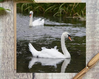 Swans on Lake Greeting Card - British Wildlife Birthday Card