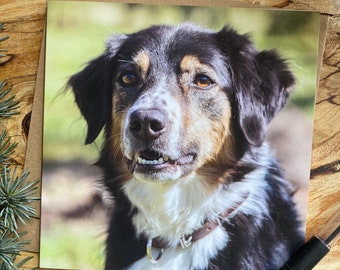 Border Collie Dog Portrait Greeting Card