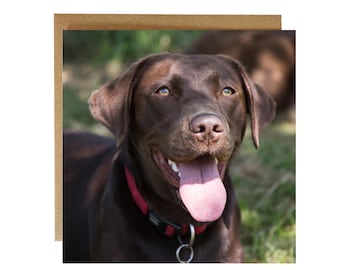 Chocolate Labrador Greeting Card: Lab Lover, Vet, Groomer Thank You