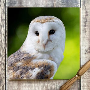 Kerkuilwenskaart - wenskaart met prachtige uil op de voorkant - natuurkaart - uilkaart - kerkuilverjaardagskaart
