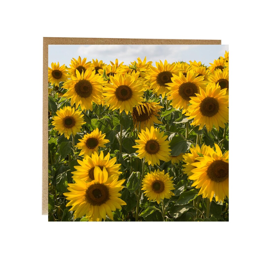 Sunflower Field Greeting Card: Blank Inside, Birthday Card - Etsy