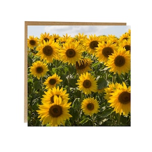 Champ de tournesols - carte de voeux - tournesols - carte de joyeux anniversaire - carte de tournesol - carte vierge - fleurs dorées - anniversaire