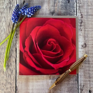 Carte rose rouge - gros plan d'une seule rose rouge sur une carte de voeux - carte d'amour - carte florale - carte d'anniversaire pour femme - carte tu me manques