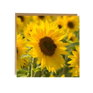 Carte de voeux tournesol - carte de fleurs pour elle - carte d'anniversaire pour femme - carte d'anniversaire pour tante - carte d'anniversaire pour amateur de jardinage