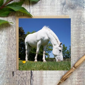 Horse Greeting Card: Sunny Field Equestrian Art