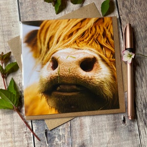 Highland cow greeting card - cow face on greeting card - close up of highland cow face card - cow card - highland cow card