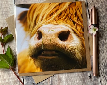 Biglietto di auguri con la faccia di una mucca delle Highlands: arte bovina scozzese