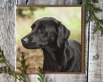 Black Labrador Greeting Card: Shiny Coat, Dog Lover Gift