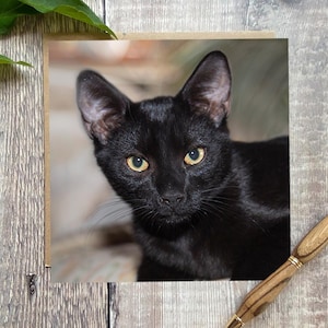 Carte de voeux chat - carte de voeux avec un joli chat noir sur le devant - carte d'anniversaire chat - carte chat - carte chaton noir - chat noir
