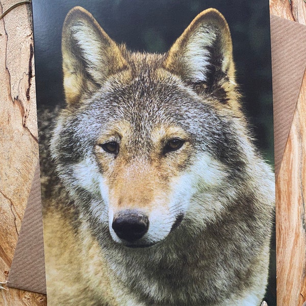 Wolf Greeting Card, greeting card with wolf on - wolf card